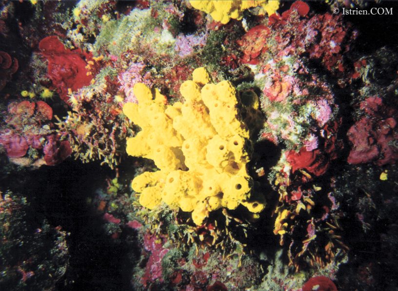 Goldschwamm Tauchfoto aus Istrien - Unterwasserfotos
