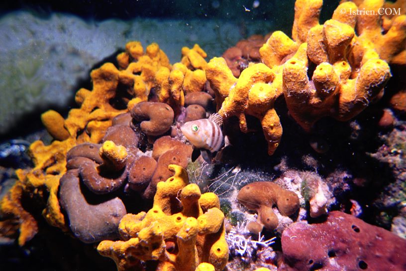Zwerbgarsch in Goldschwamm auf Istrien - Unterwasserfotos