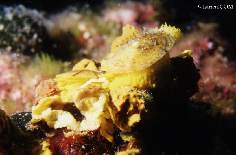 Goldschwammschnecke Tauchfoto aus Istrien - Unterwasserfotos