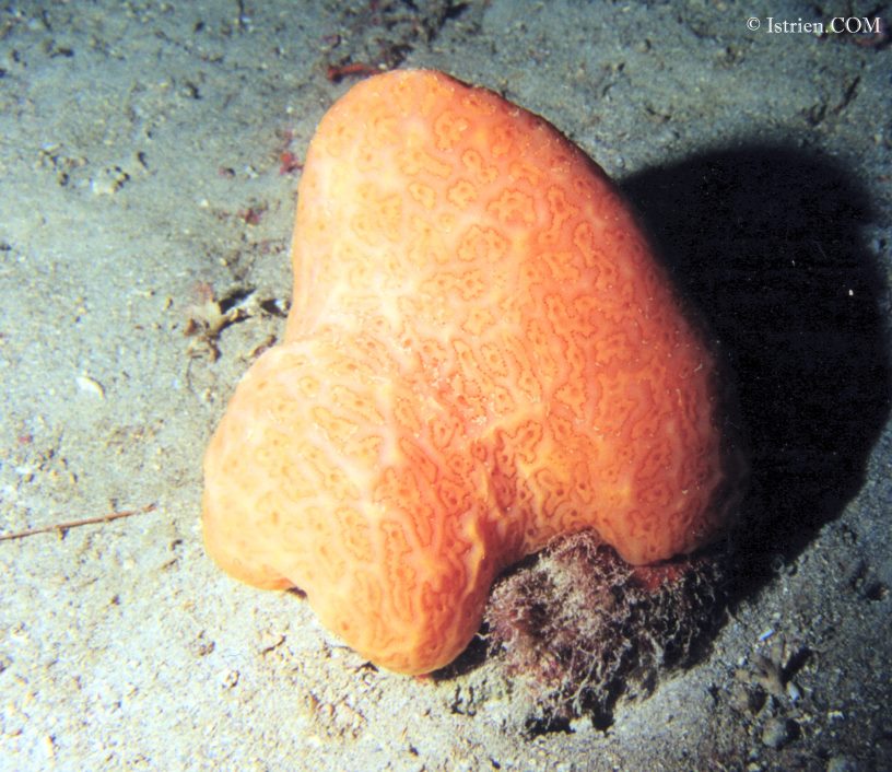 Oranger Meerschwamm in Istrien - Unterwasserfotos