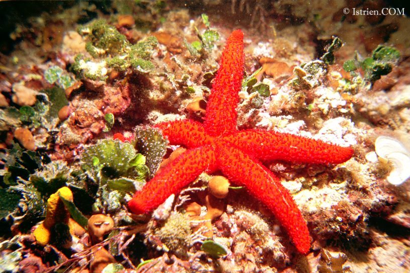 Purpurseestern - Tauchfoto in Istrien - Unterwasserfotos