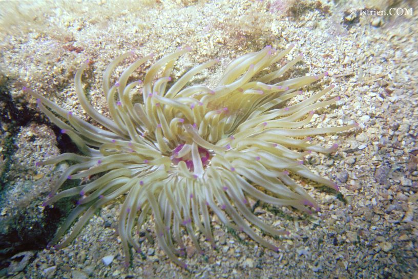 Sandgoldrose in Istrien - Unterwasserfotos
