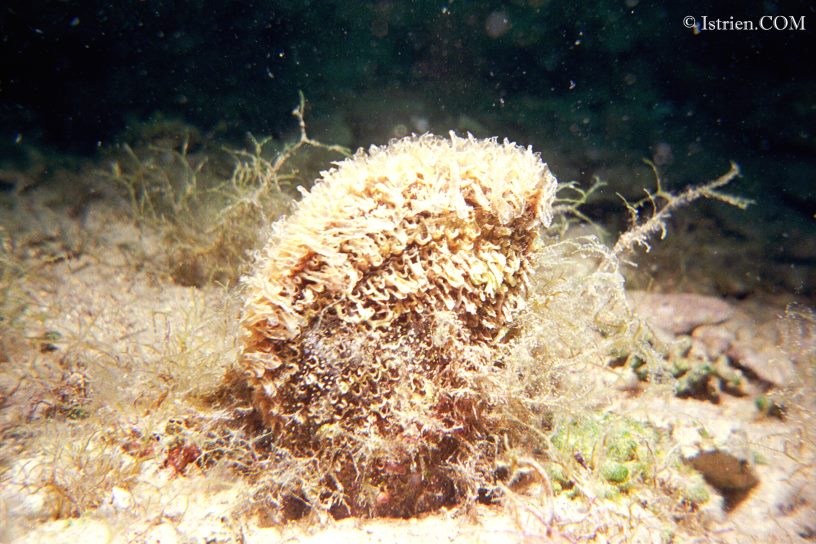 Steckmuschel im Mittelmeer in Istrien - Unterwasserfotos