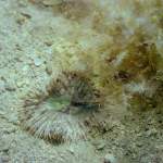 Anemone in Pula - Unterwasserfoto - Istrien