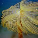 Salbelle in Pula - Unterwasserfoto - Istrien