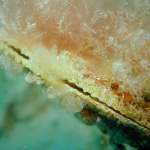 Grosse Steckmuschel in Pula - Unterwasserfoto - Istrien