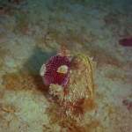 Steckmuschel - Tauchen in Pula - Unterwasserfoto - Istrien