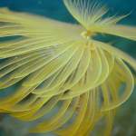 Schöne Salbelle bei Tauchgang in Pula - Unterwasserfoto - Istrien