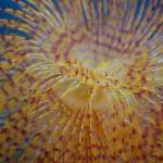Pula - Nahaufnahme von Salbelle - Unterwasserfoto - Istrien