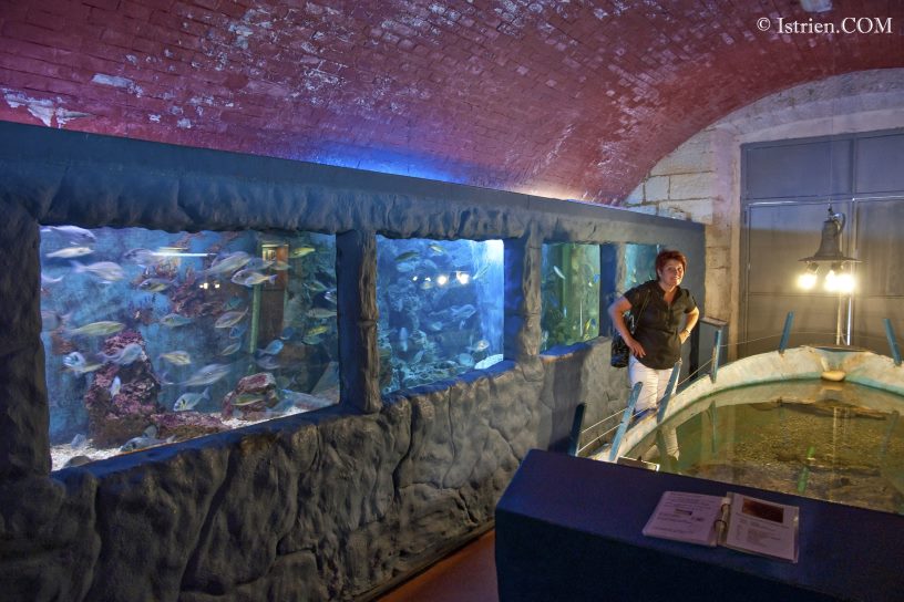 Schaubecken beim Aquarium Pula - Verudela - Istrien