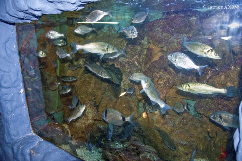 Diverse Fische im Aquarium Pula - Verudela - Istrien