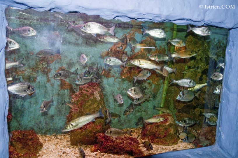 Fischbecken im Aquarium Pula - Verudela - Istrien