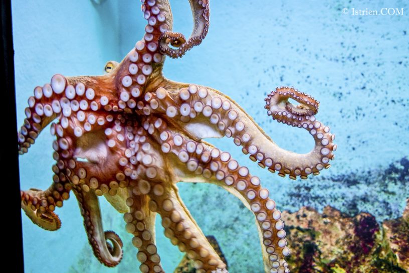 Oktopus im Aquarium Pula - Verudela - Istrien