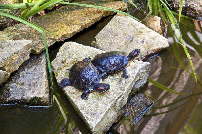 Wasserschildkröten im Aquarium Pula - Verudela - Istrien