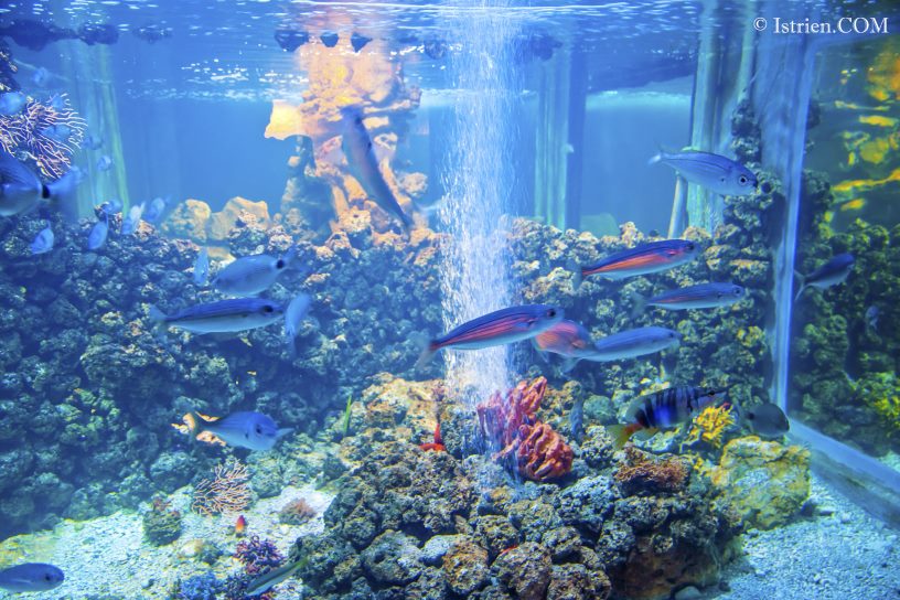 Fischbecken mit Fischen und Korallen im Aquarium Pula - Verudela - Istrien