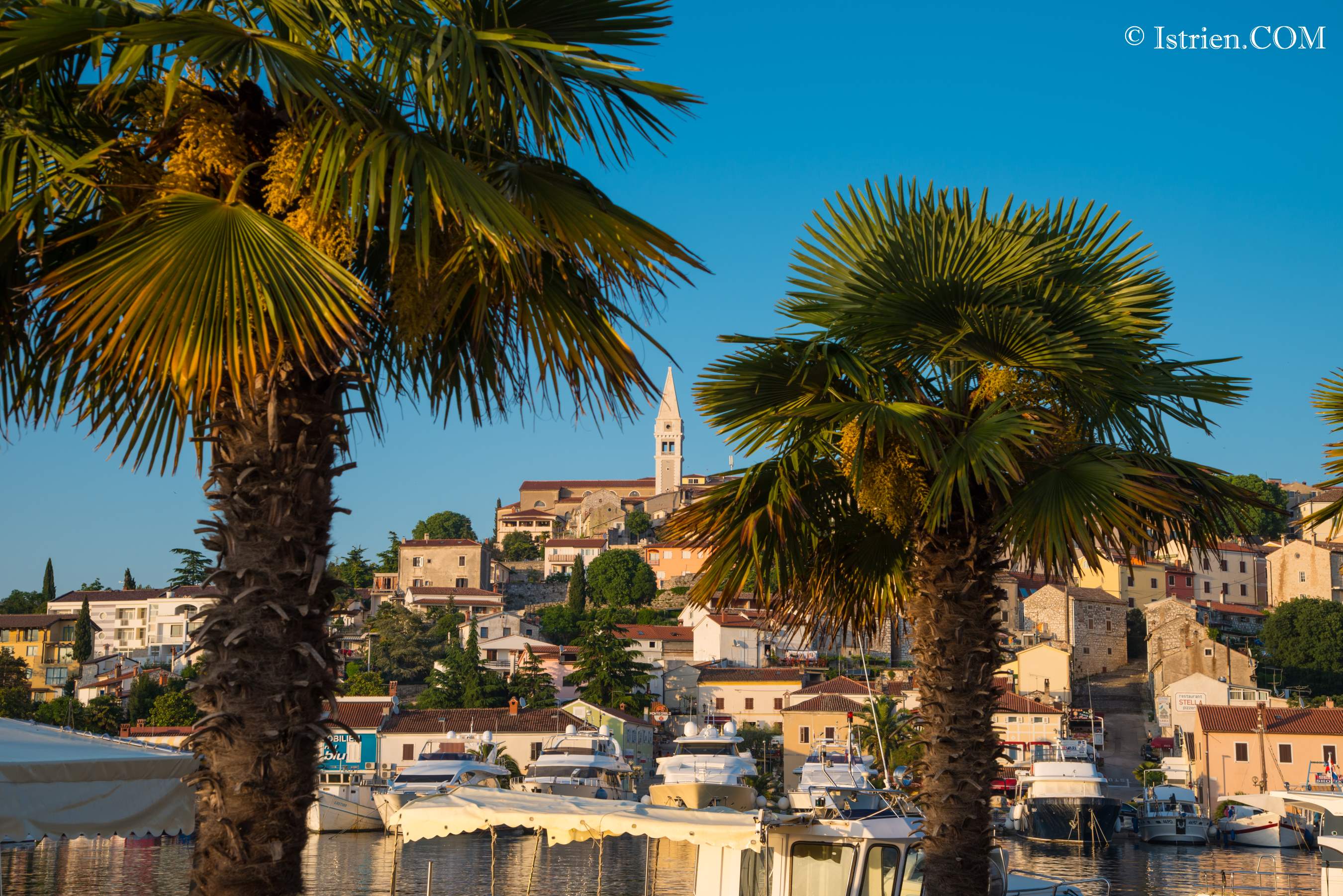 Palmen in Vrsar in Istrien - Kroatien