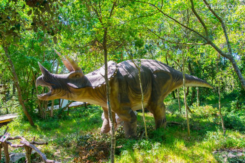 Triceratops - DinoPark Funtana in Istrien